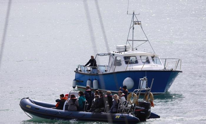 Dolphin Survey Boat Trips, New Quay